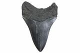 Fossil Megalodon Tooth - South Carolina #371830-1